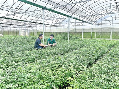 守好岭南药库 做强中药“芯片”